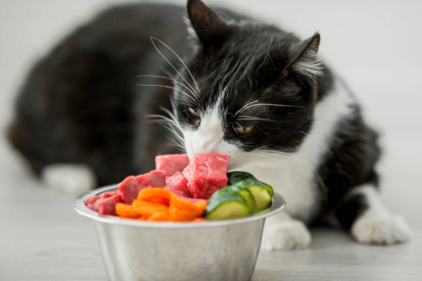 What kind of outlet vegetables can cats eat