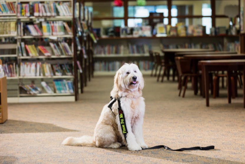 Certifying a 2024 therapy dog