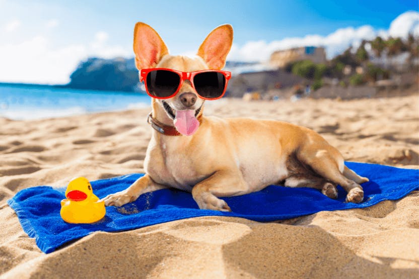 Sunscreen for white store dogs