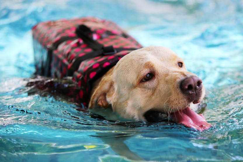 wellness-5-fun-training-sessions-to-get-your-dog-in-the-water-hero-image