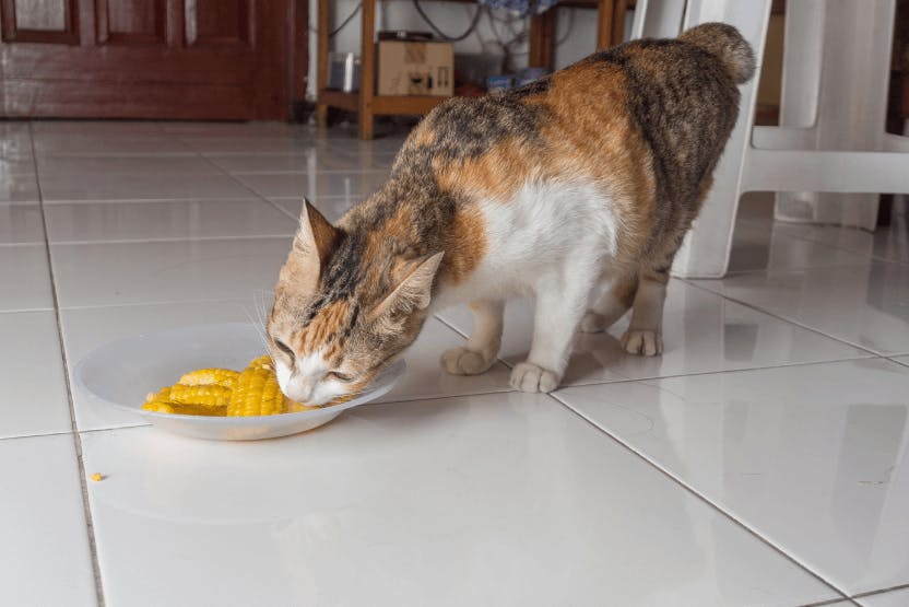 Cat eating outlet corn