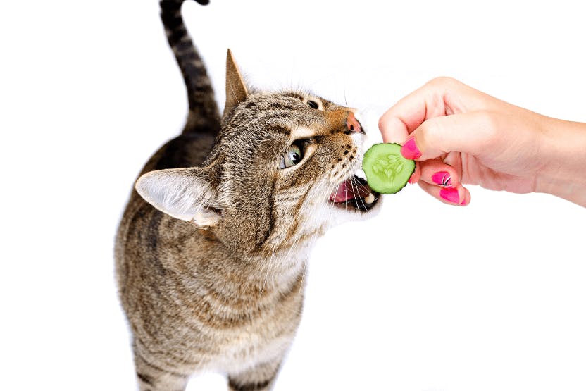 Can cats eat cucumber?