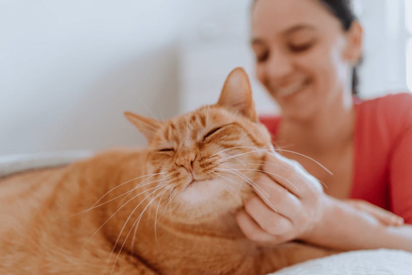 wellness-how-to-prepare-for-adopting-a-cat-hero-image