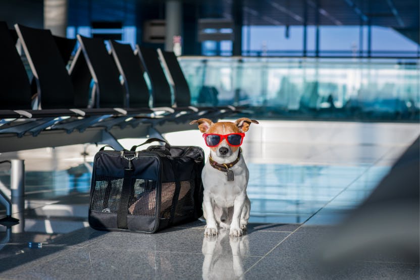 wellness-7-things-you-need-to-fly-internationally-with-pets-hero-image