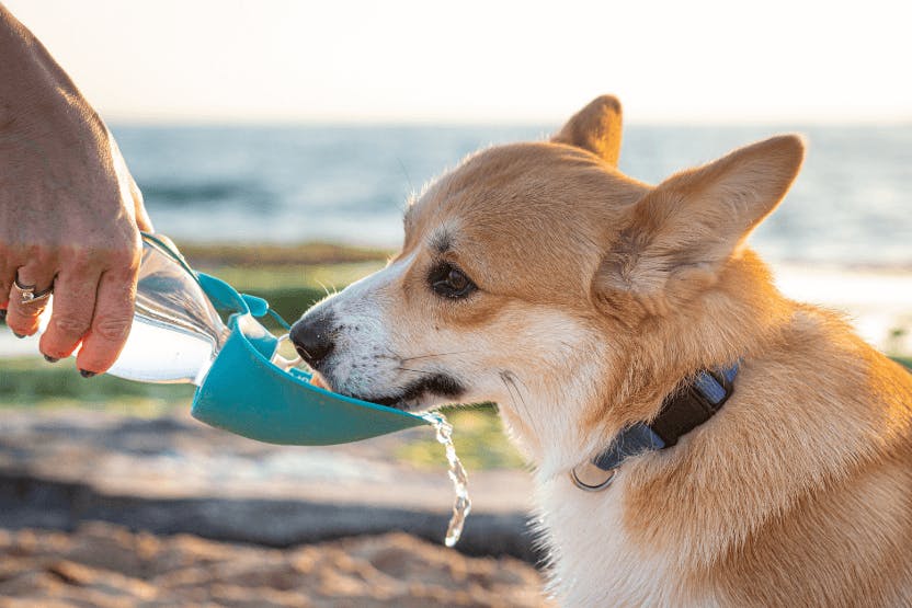 Dog Drinking A Lot Of Water? What Pet Parents Should Know