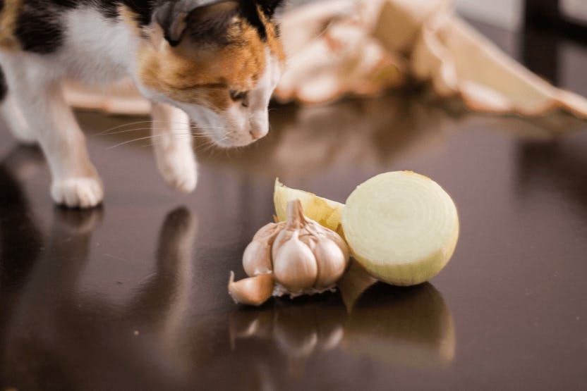 is a small piece of onion bad for dogs
