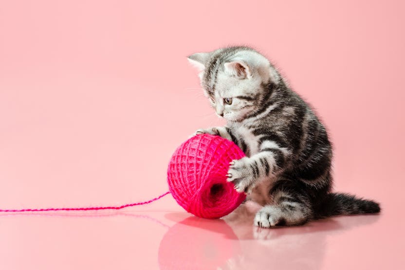 wellness-new-kitten-checklist-what-to-do-and-buy-in-kittys-first-month-hero-image