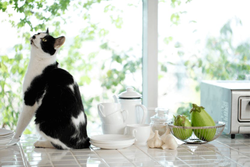 wellness-can-cats-eat-green-beans-hero-image