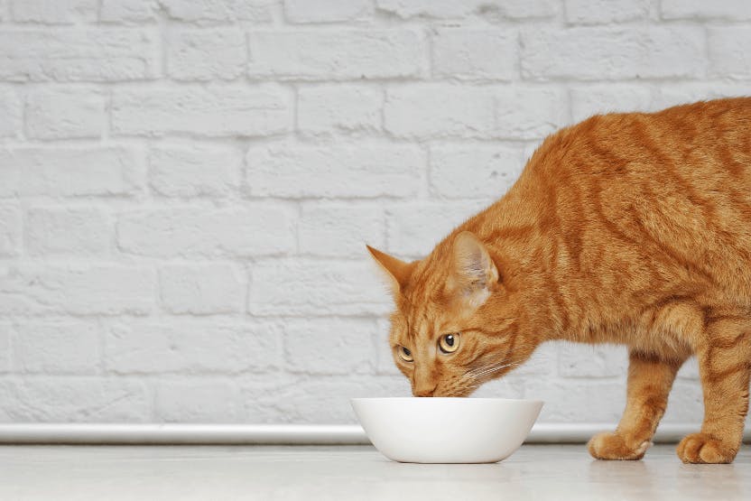 wellness-can-cats-eat-broccoli-hero-image