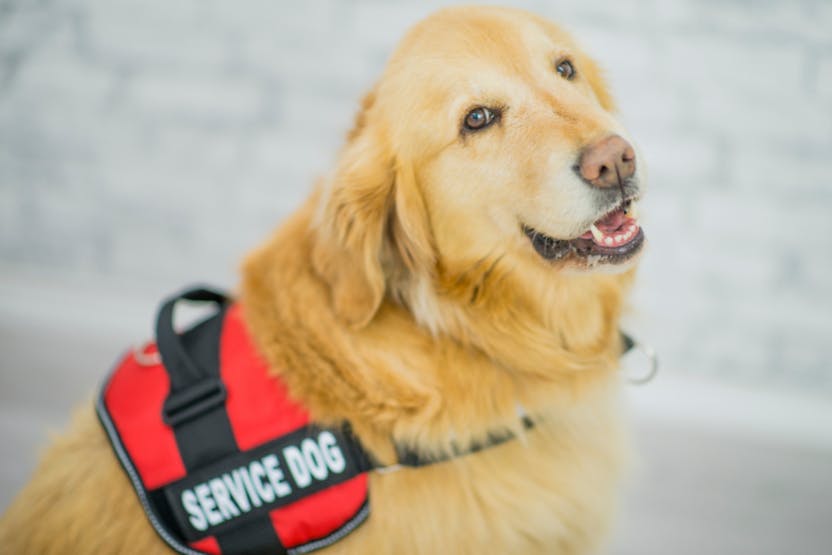 Getting a 2024 service dog