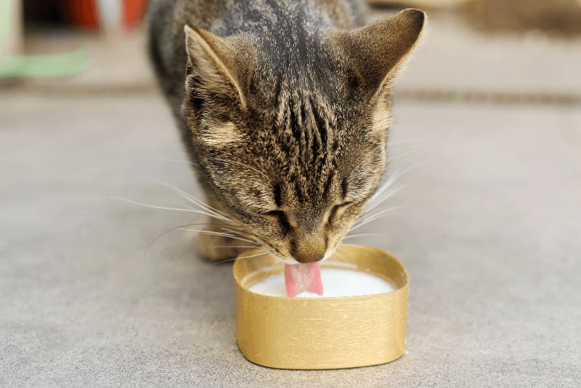 wellness-can-cats-eat-yogurt-hero-image
