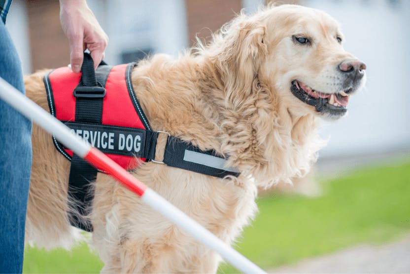 what does it take to become a service dog