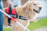 How A Service Dog Can Help You