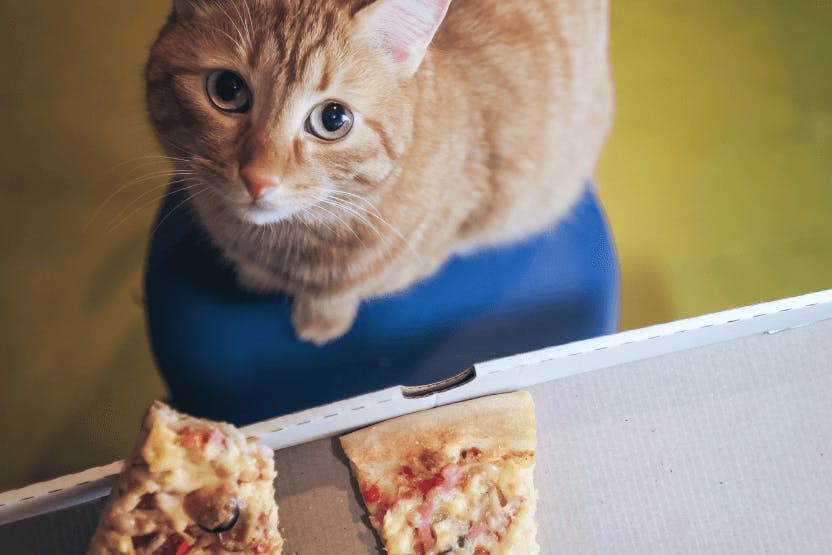 Feeding shop cats cheese