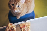 Can Cats Eat Cheese 