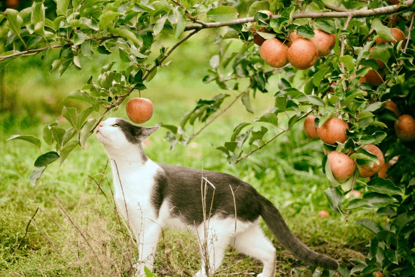 Can a 2025 cat eat apples