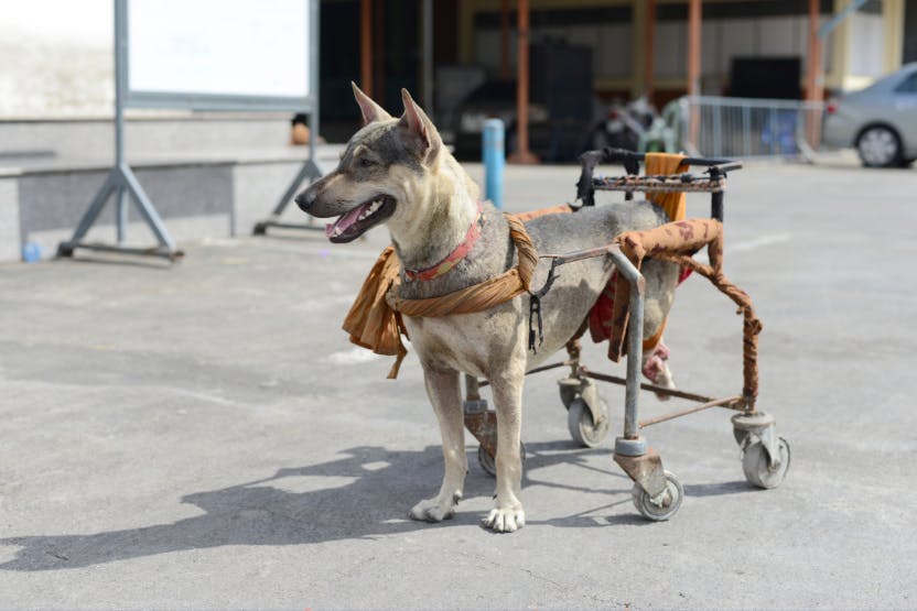 Dog/Cat Splints and Braces  Dog Wheelchairs, Dog Carts