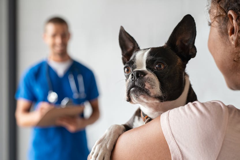 what happens if a dog has rabies and bites you