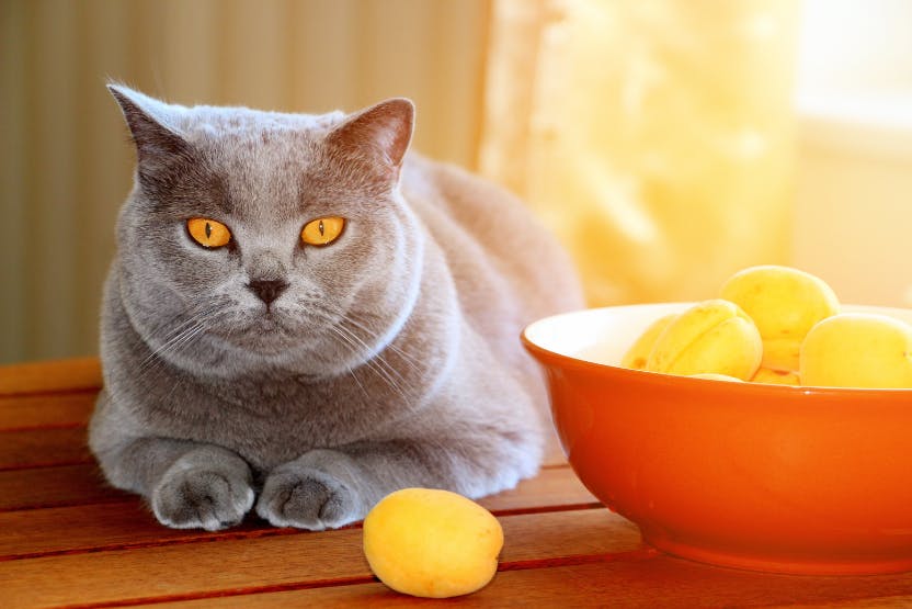 Can cats hot sale eat oranges