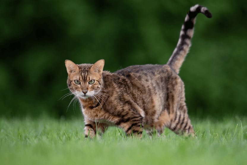 Stray cat outside outlet my house