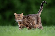 How To Tell The Difference Between A Feral And A Stray Cat