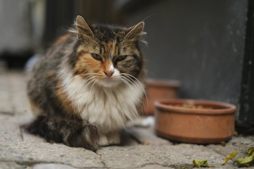 wellness-how-to-approach-a-stray-cat-hero-image