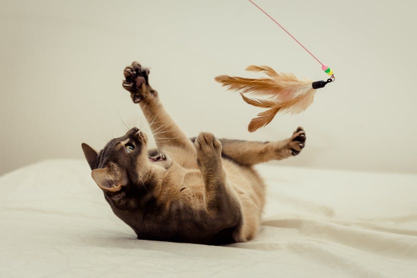 Exercise toys clearance for older cats