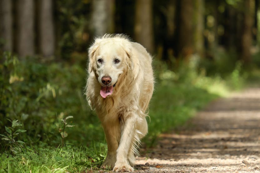 should a dog with arthritis be walked