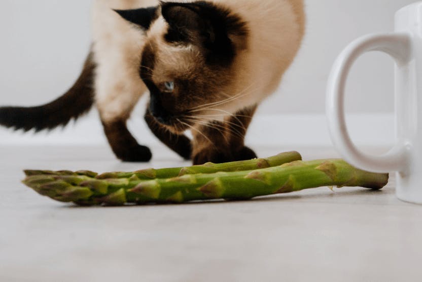wellness-can-cats-eat-asparagus-hero-image