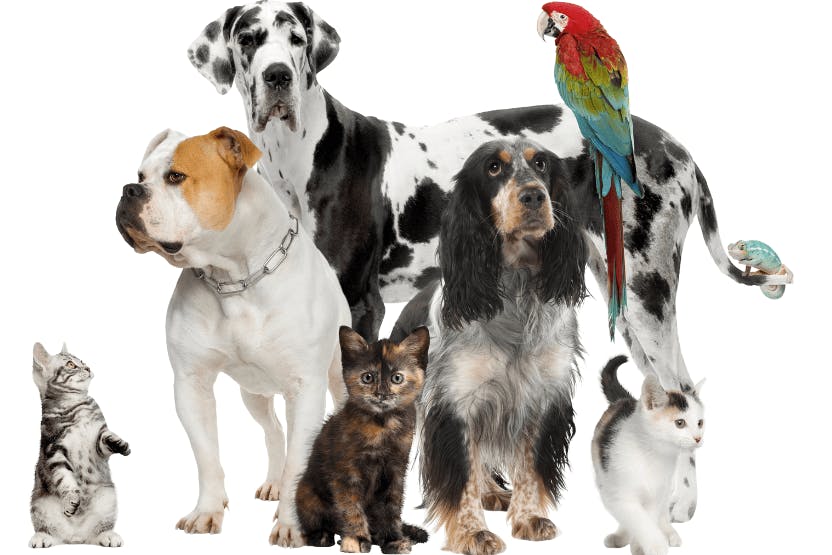 Cat or Dog for the Family Pet? - The 3 Deciding Considerations