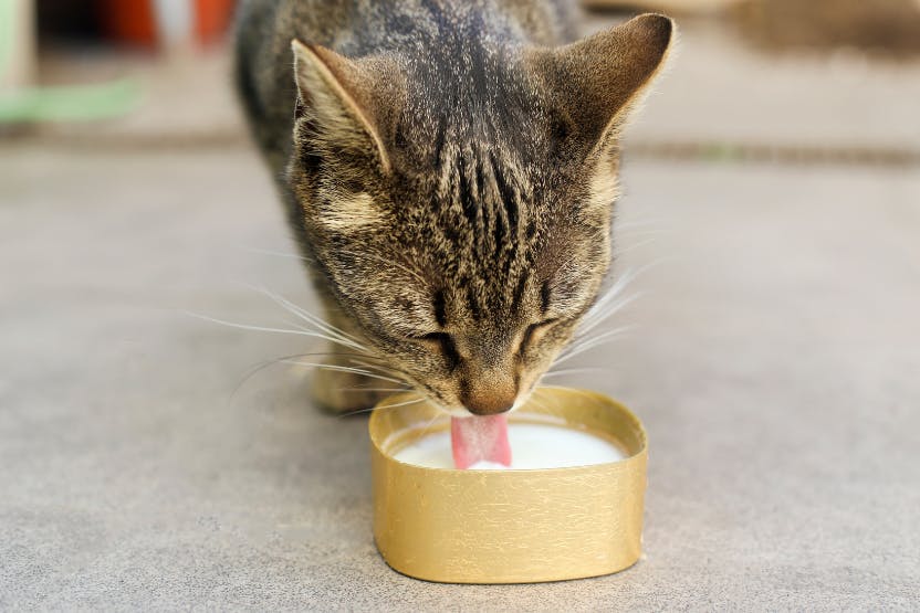 wellness-can-cats-drink-milk-hero-image