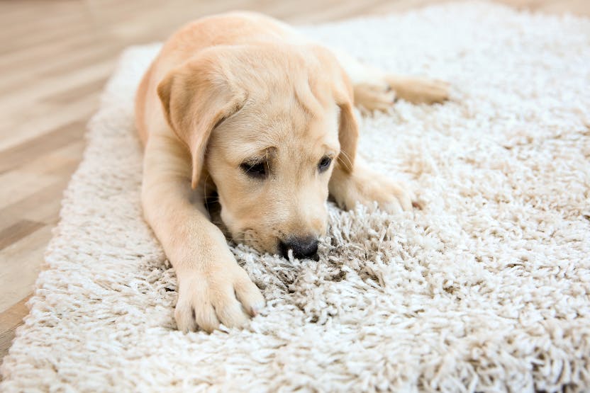 how-long-can-you-leave-a-puppy-home-alone