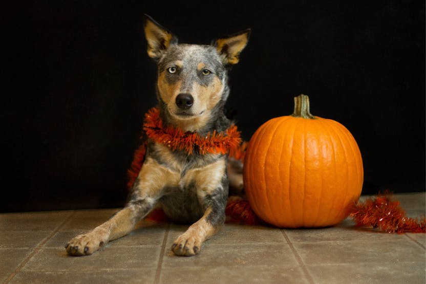wellness-can-dogs-eat-pumpkin-hero-image