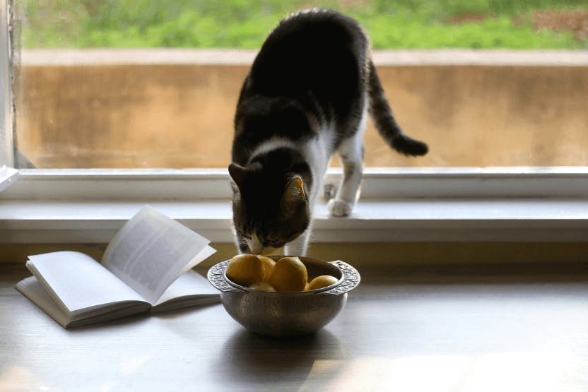 wellness-can-cats-eat-lemon-hero-image