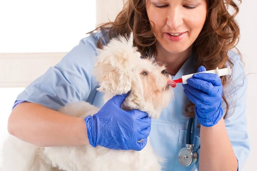 wellness-tips-for-administering-liquid-medication-to-your-dog-hero-image