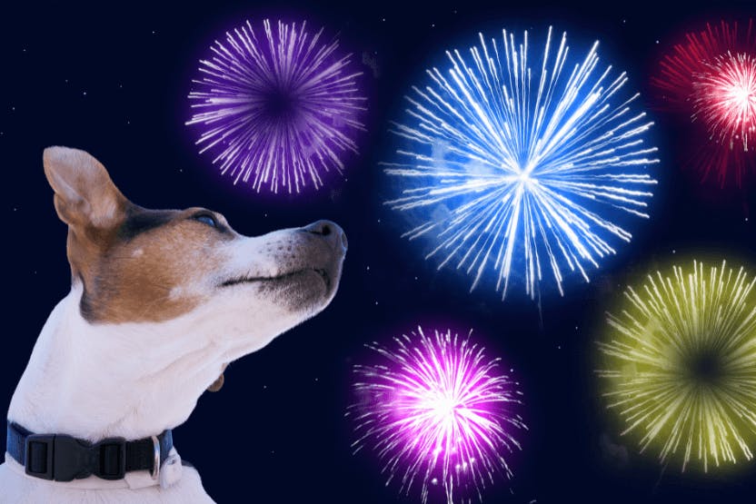 Expert Tips: Keeping Your Dog Calm And Safe During Fireworks