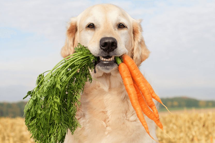 wellness-can-dogs-eat-carrots-hero-image