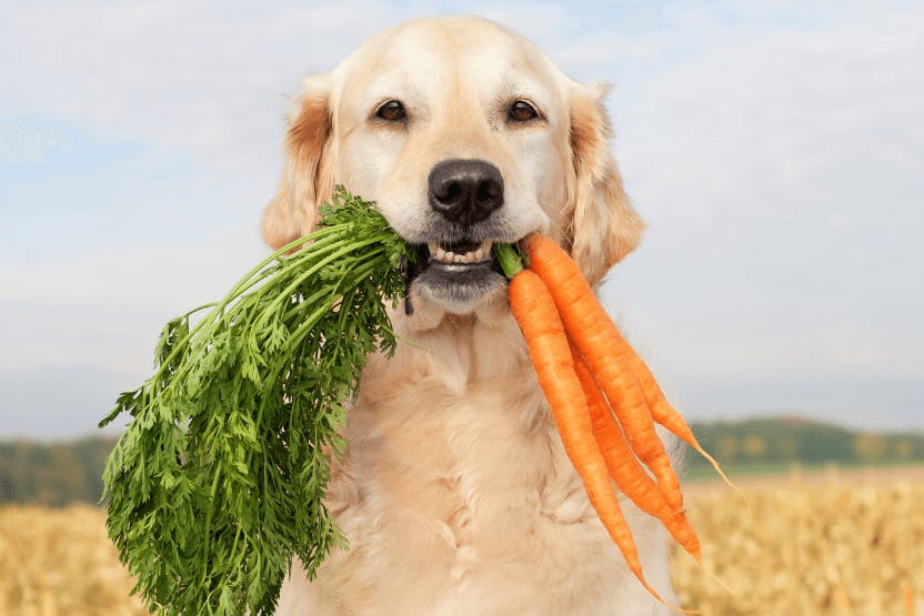 can a dog eat carrots