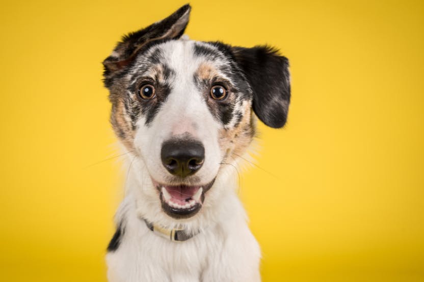 Canine Companions, Los Angeles Chargers Welcome Second Puppy - Canine  Companions