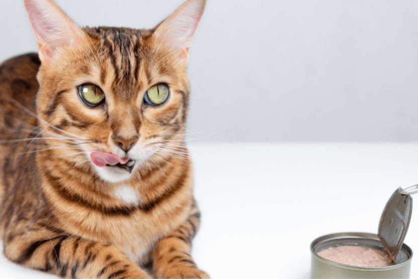 Is it ok to 2025 feed cats canned tuna