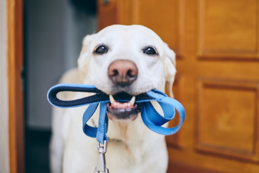 when should you start taking a puppy for a walk