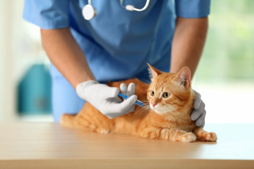 wellness-are-cat-vaccinations-necessary-hero-image