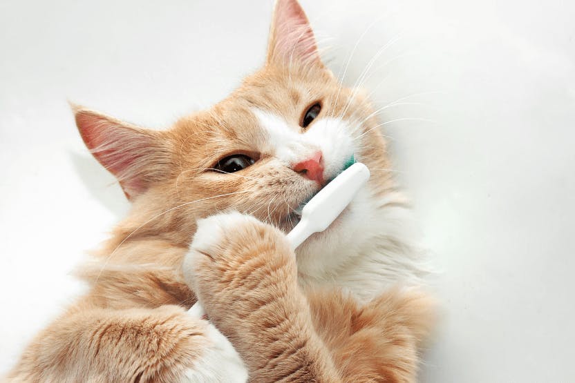 Brushing bites for cats hotsell