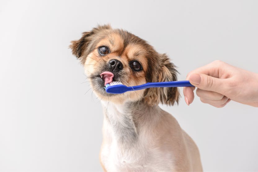 Can you clean dogs teeth with human toothpaste best sale