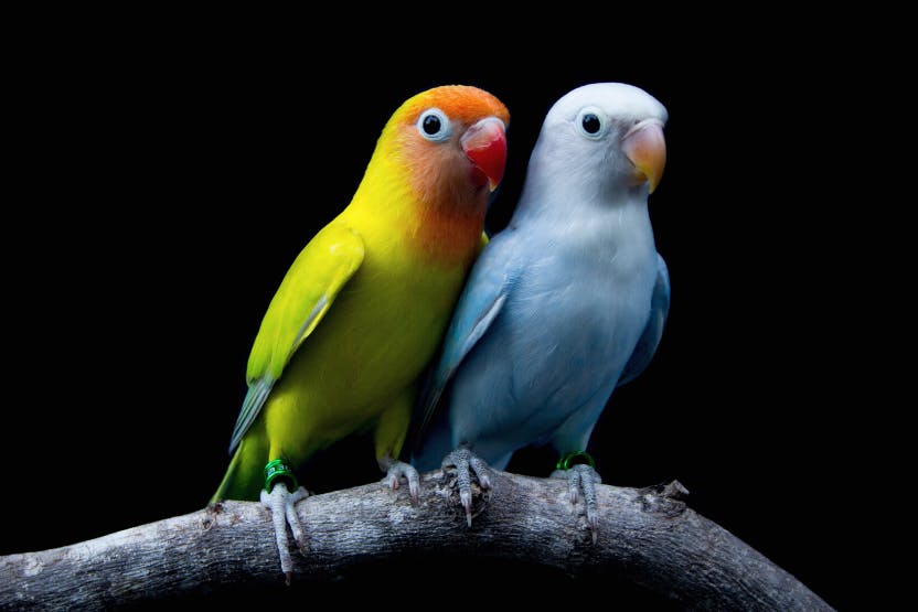Parrot Signs  : Discover the Secret Language of Parrots