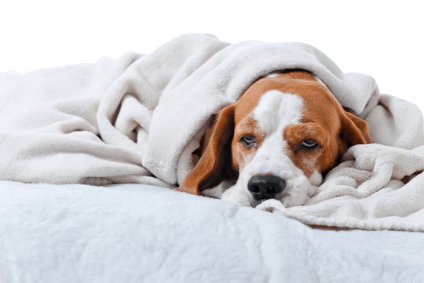 what can i give my dog for gastroenteritis