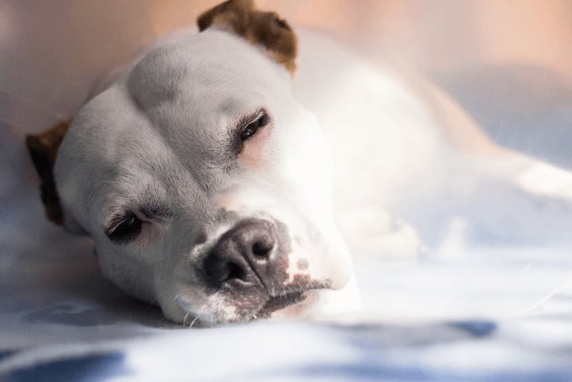 can dogs catch stomach bugs from humans