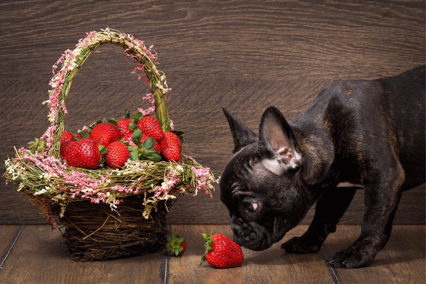 wellness-can-dogs-eat-strawberries-hero-image