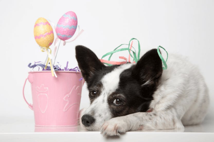wellness-easter-hazards-to-watch-for-with-your-dog-hero-image