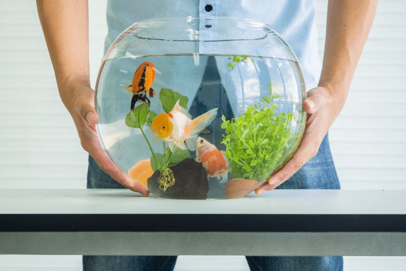 How to Fix a Floating Goldfish and Keep Them Healthy - Fish Vet